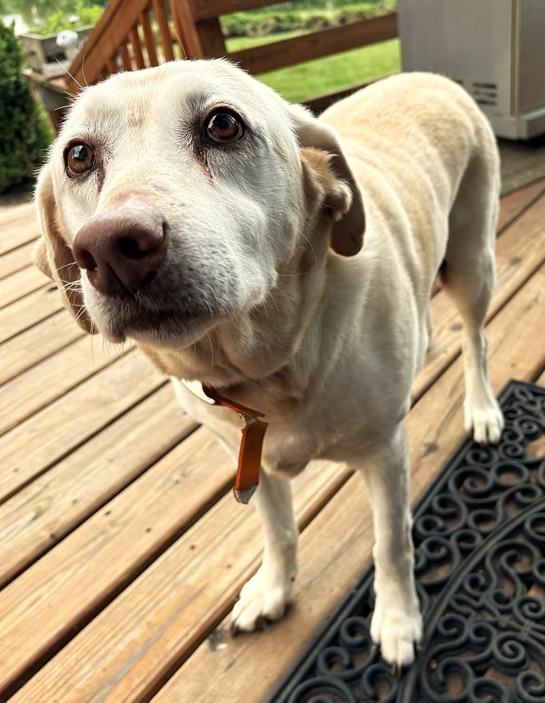 Customer photo review of OptiWize Collagen +Plus Dog and Cat Joint Health Supplement