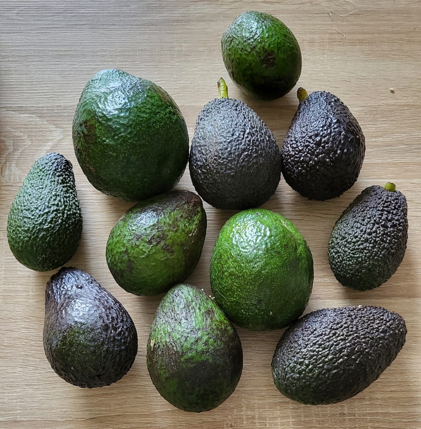 Customer photo review of Avocado-Mix 13 Monate baumgereift Sonderaktion % 2kg Box