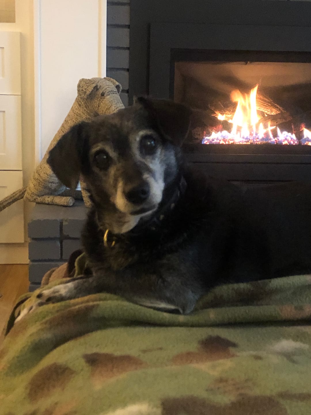 Customer photo review of Custom One Pet Portrait