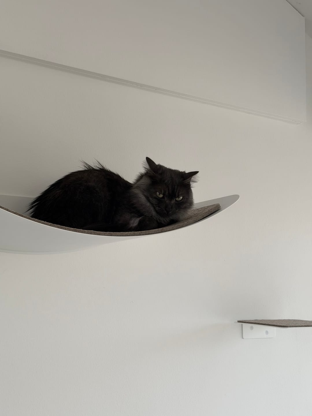 Customer photo review of STYA Katzen Kletterwand | XXL Hängematte WL170