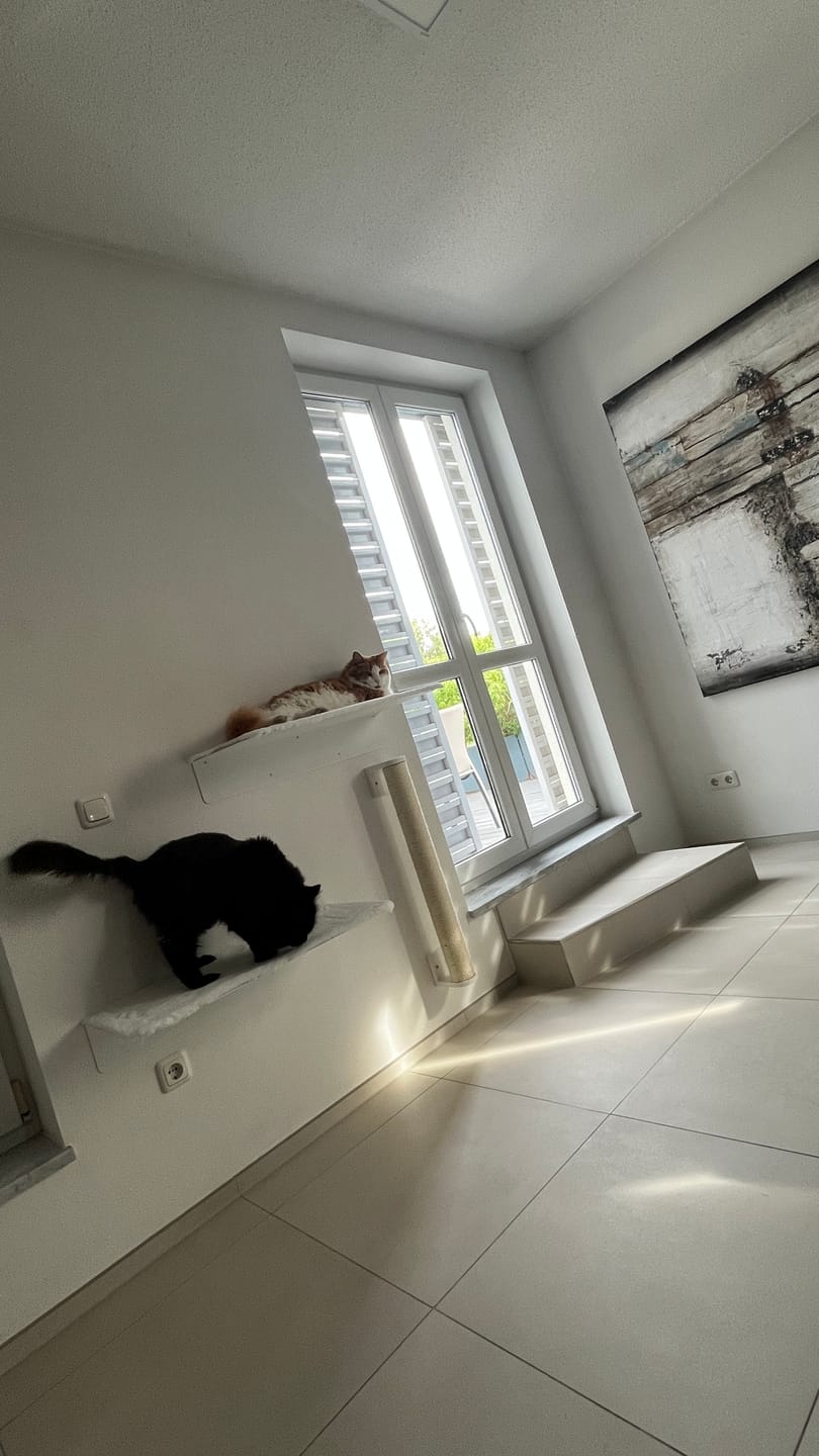 Customer photo review of STYA Katzen Kletterwand | XXL Wandliege WL380