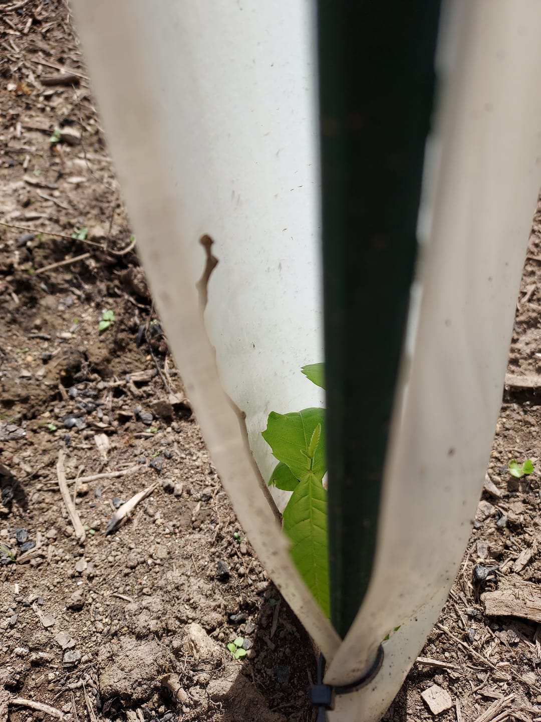 Customer photo review of Tree Pro Grow Tubes