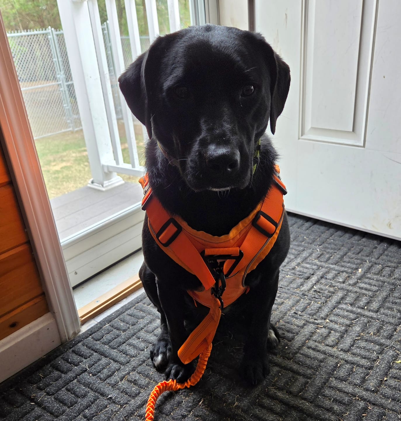 Customer photo review of Heavy-Duty Double-Handle Tactical Bungee K9 Dog Leash with Padded Handles, Seatbelt Attachment, & Reinforced Swivel Clip