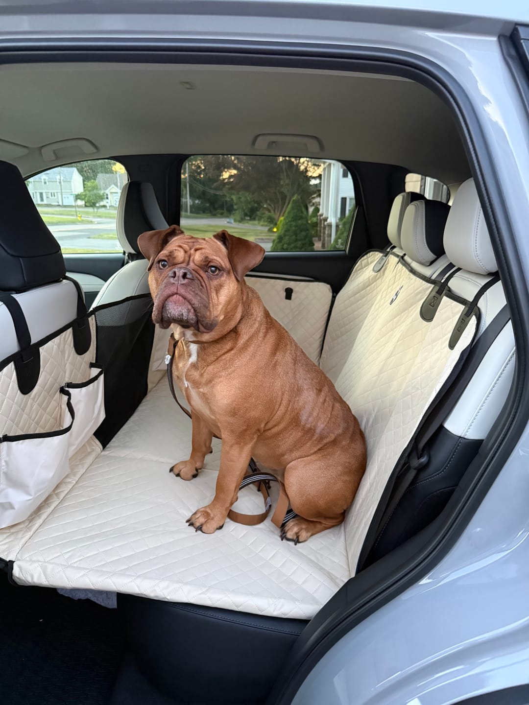 Customer photo review of Team K9® Hard Bottom Dog Seat Cover (+FREE Safety Belt)