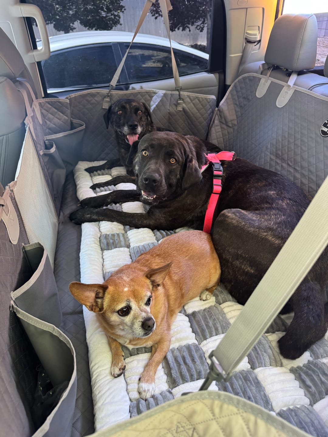 Customer photo review of NEW Waterproof Hard Bottom Car & Truck Seat Foldable Hammock Cover With Storage Pockets, Side Flaps, Headrest Straps, Seat Anchors, & Mesh Window (+FREE SAFETY BELT!)