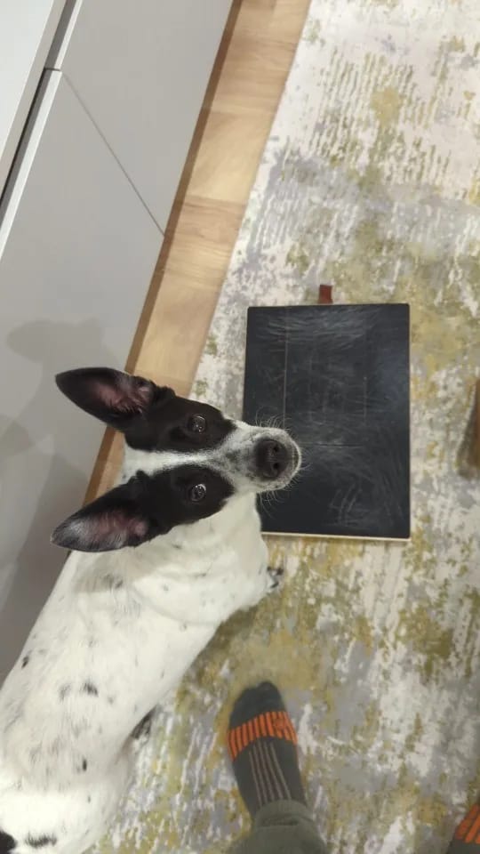 Customer photo review of Dog Nail Scratch Board with Treat Box – Stress Free Nail Filing for Dogs