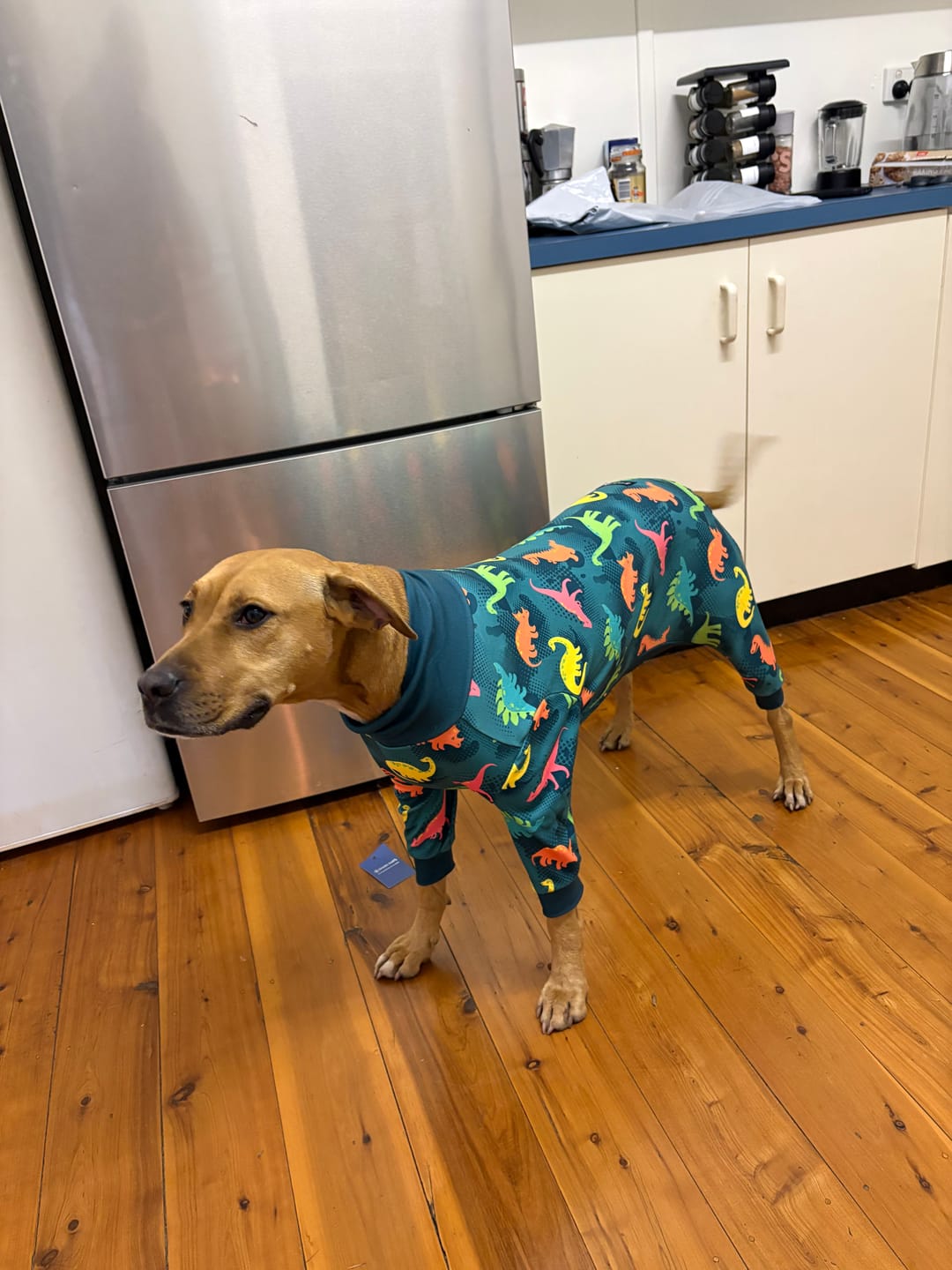 Customer photo review of Dog Pajama - Dinosaurs