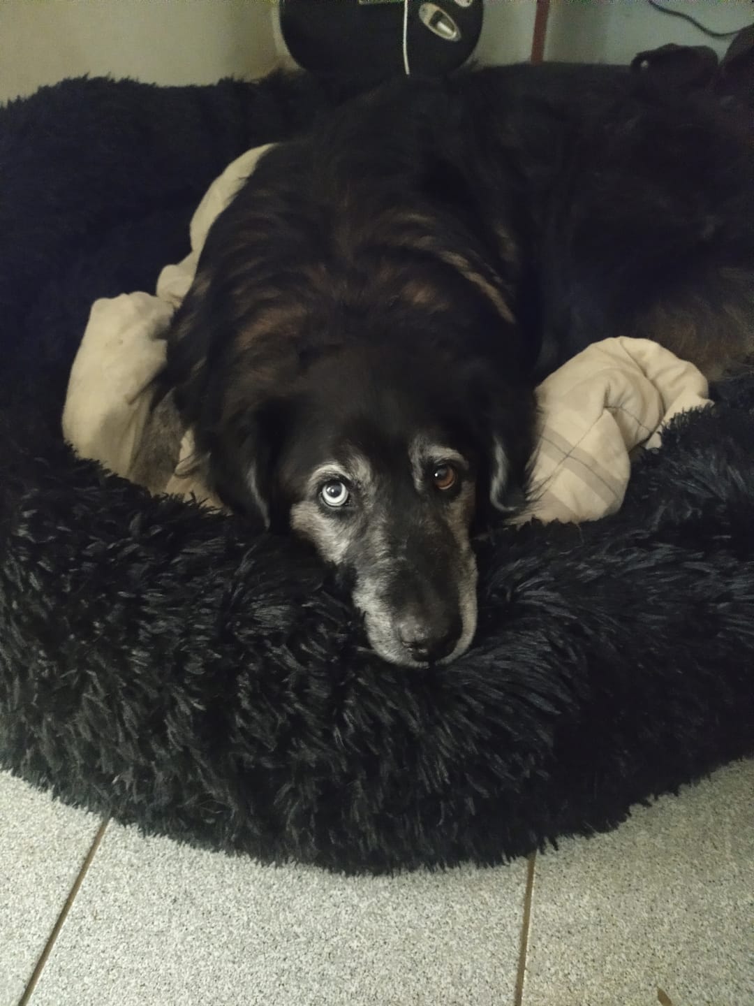 Customer photo review of Cama Anti-Estrés THE DOGS — Menos ansiedad, más descanso