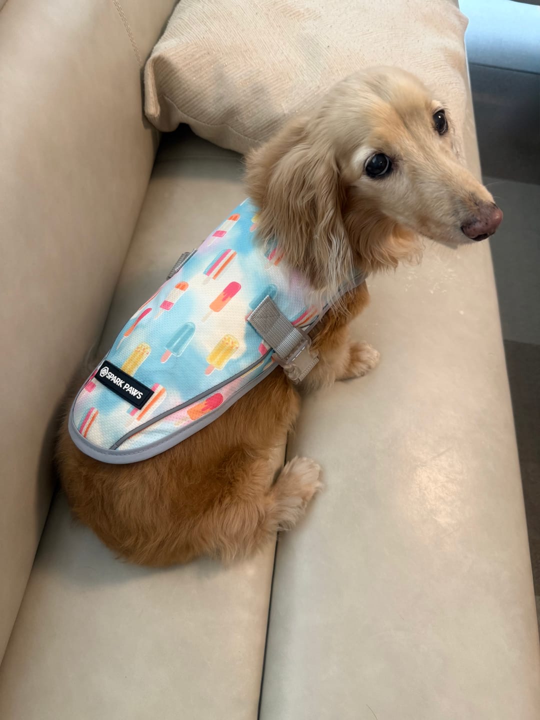 Customer photo review of Dog Cooling Vest - Popsicles