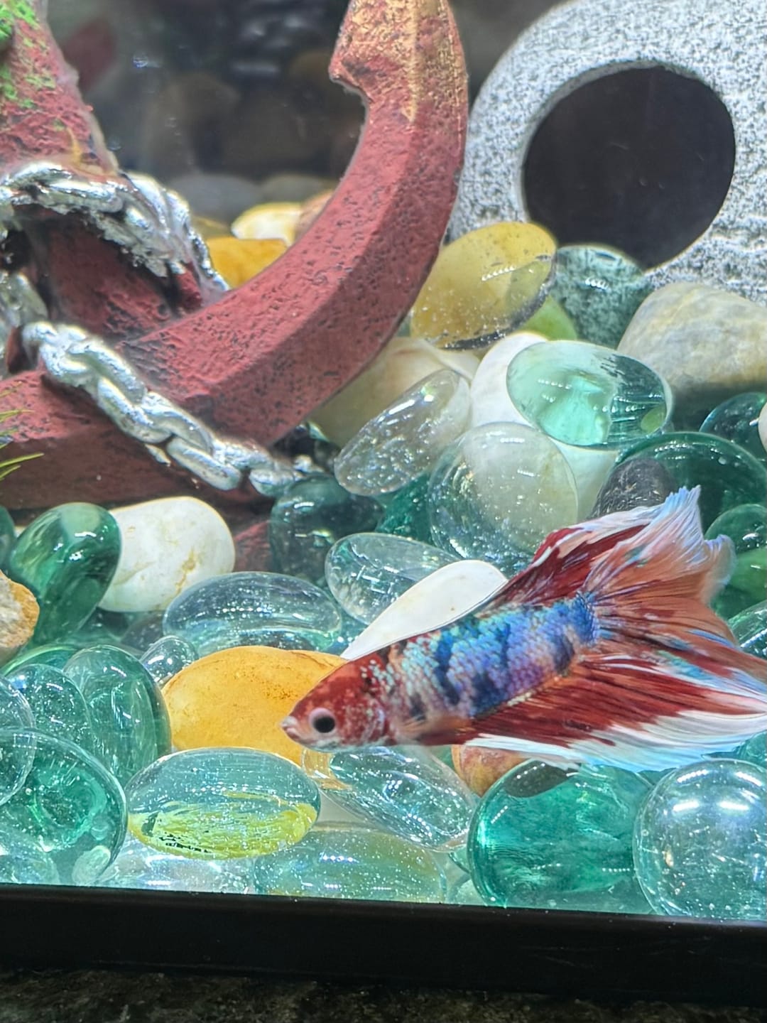 Customer photo review of Multicolor Halfmoon Male Betta Fish | Order Directly From Farm | You Pick Fish