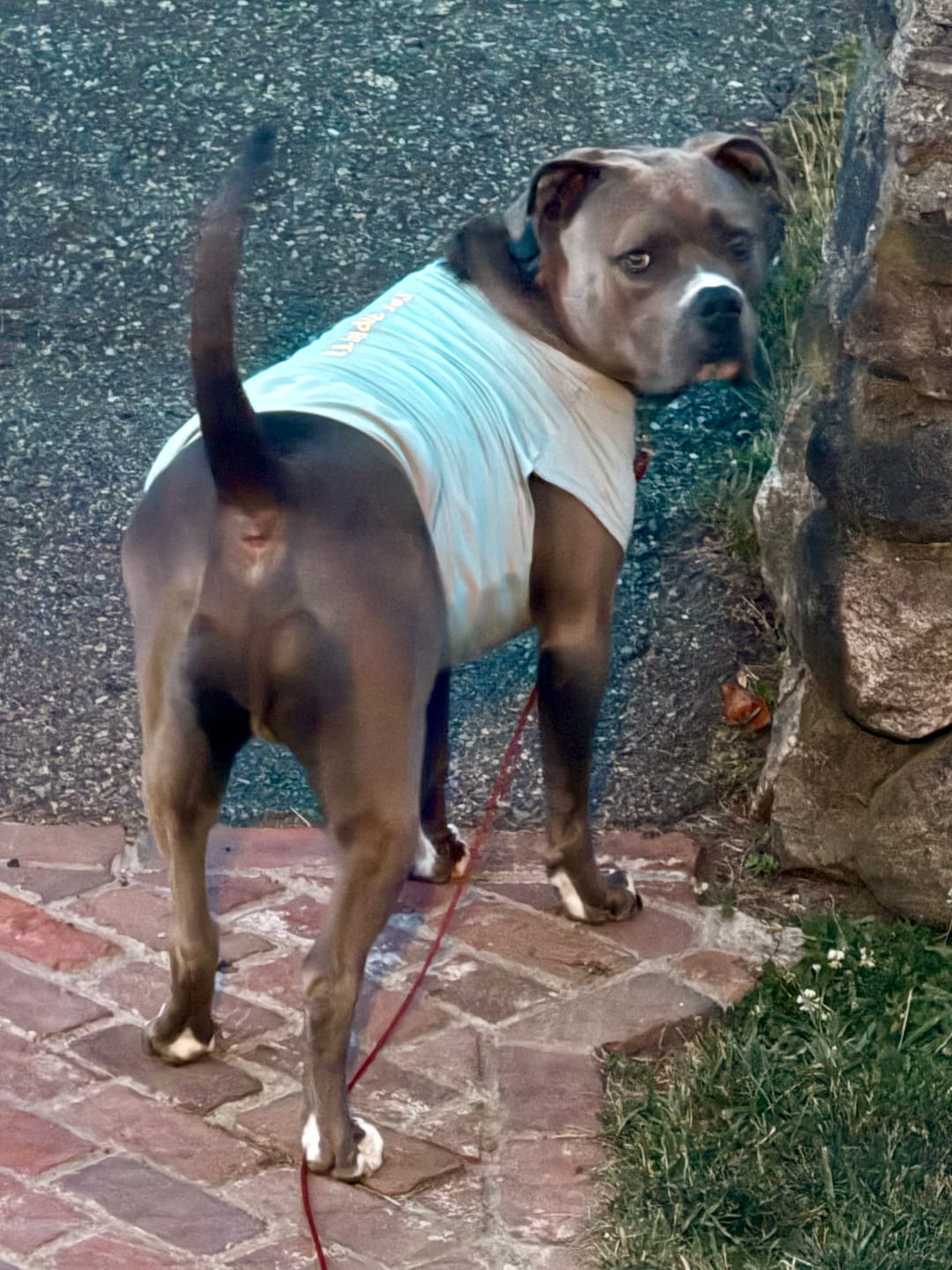 Customer photo review of Sunblock Dog T-Shirt - Navy Blue