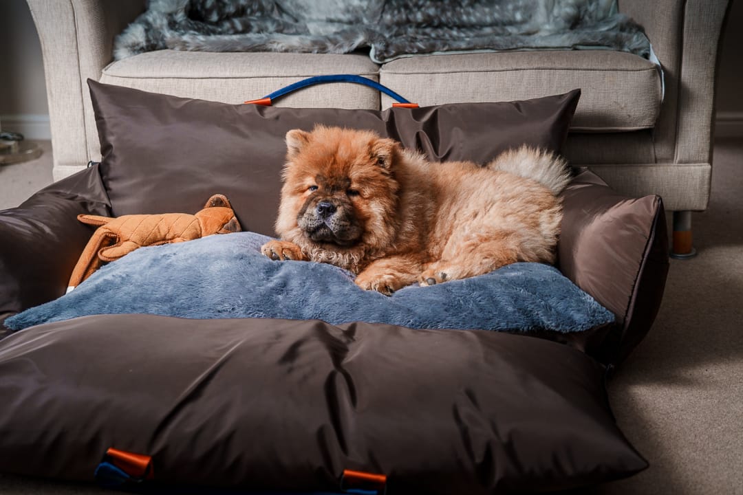 Customer photo review of Travel Dog Pod XL - Now With Isofix