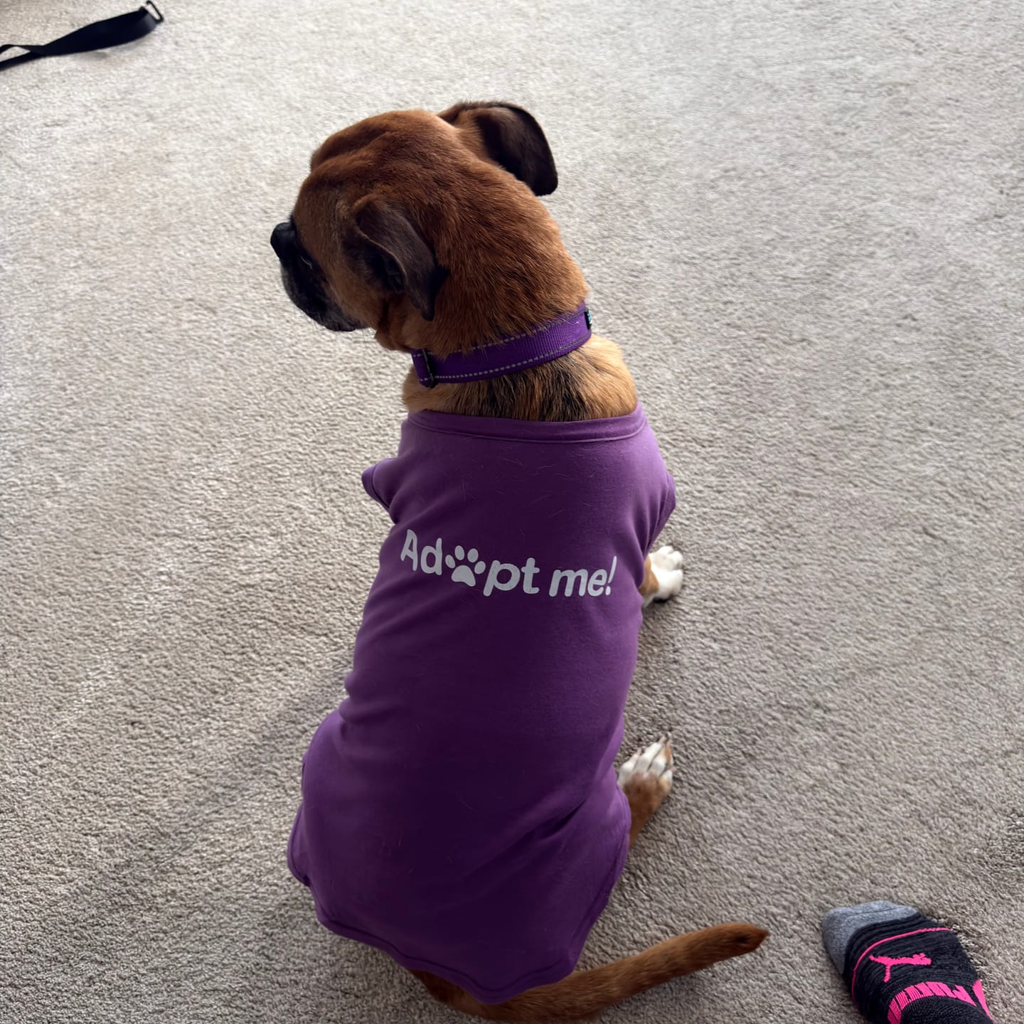 Customer photo review of Adopt Me Dog Shirt