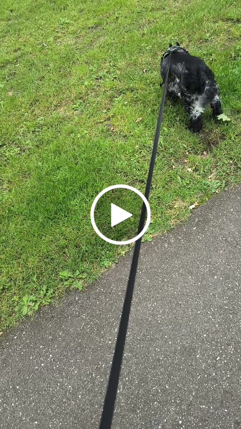 Customer video review of 3-in-1 Hundeleine (Set Artikel!) - NICHT ENTFERNEN -