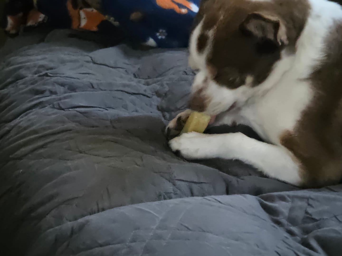 Customer photo review of Himalayan Yak Chews — 6 Flavor Pack | Long-Lasting Natural Dog Chews