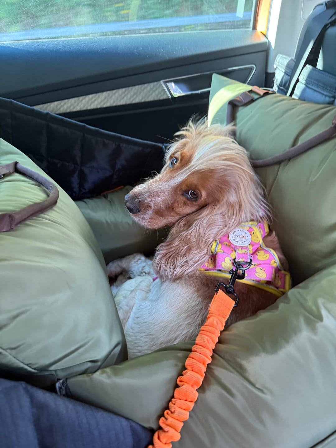 Customer photo review of Travel Dog Pod - Now With IsoFix