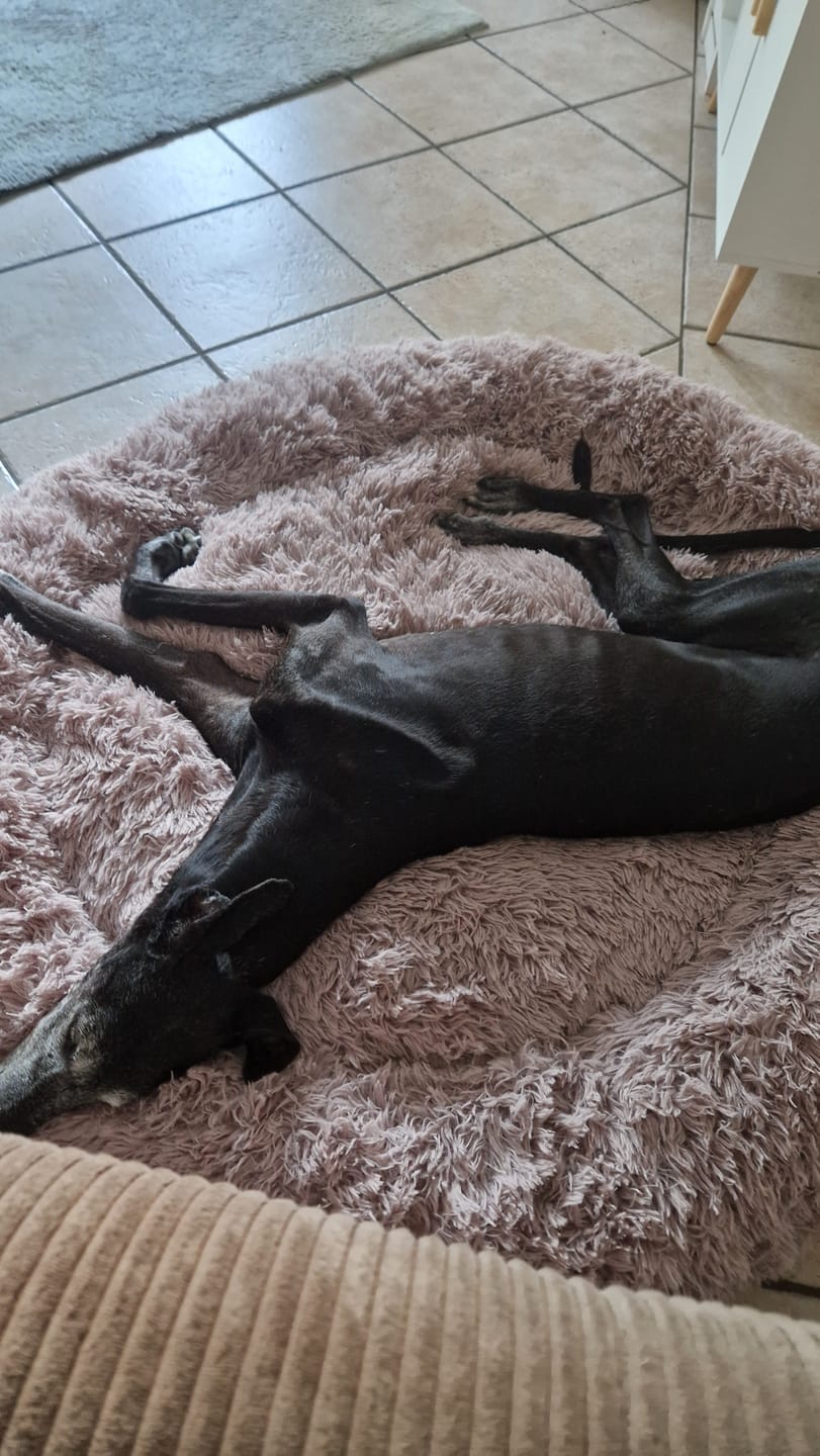 Customer photo review of Puppery Hundebett Wolke 7 - Das Original