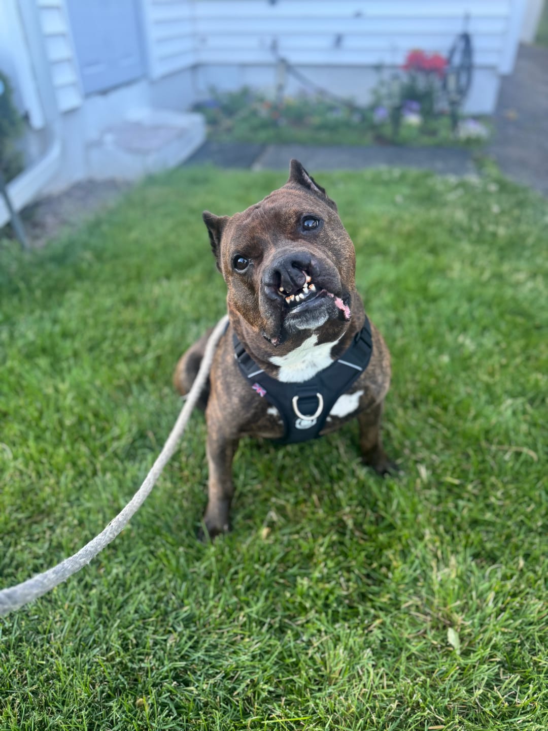 Customer photo review of Anti Pull Hurricane Harness Lighter | With Handle - Black