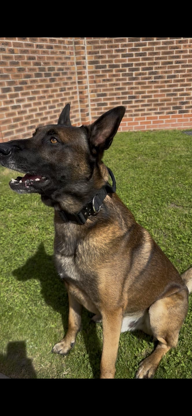 Customer photo review of 4cm Combat® Collar | With Handle & Secured Clip - Black