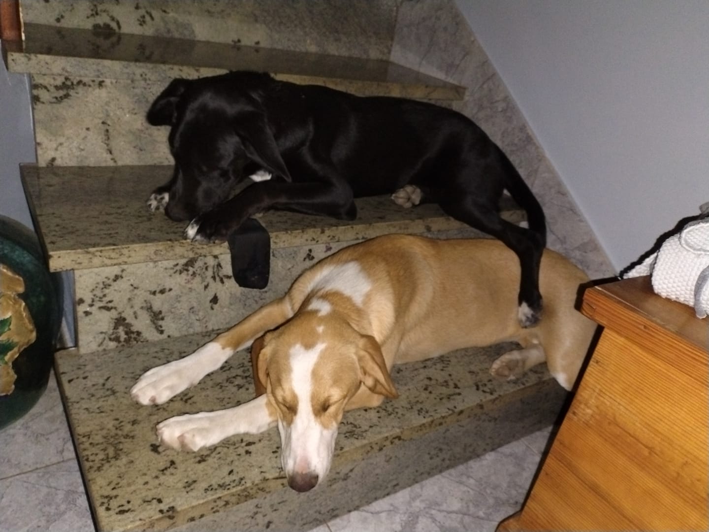 Customer photo review of Grain Free Puppy Salmon & Turkey