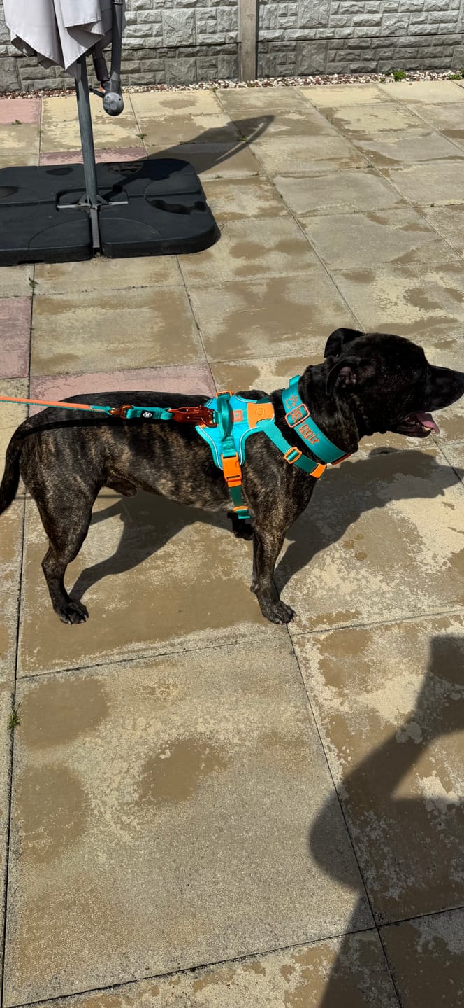 Customer photo review of Anti Pull Hurricane Harness Lighter | With Handle - Turquoise X Orange