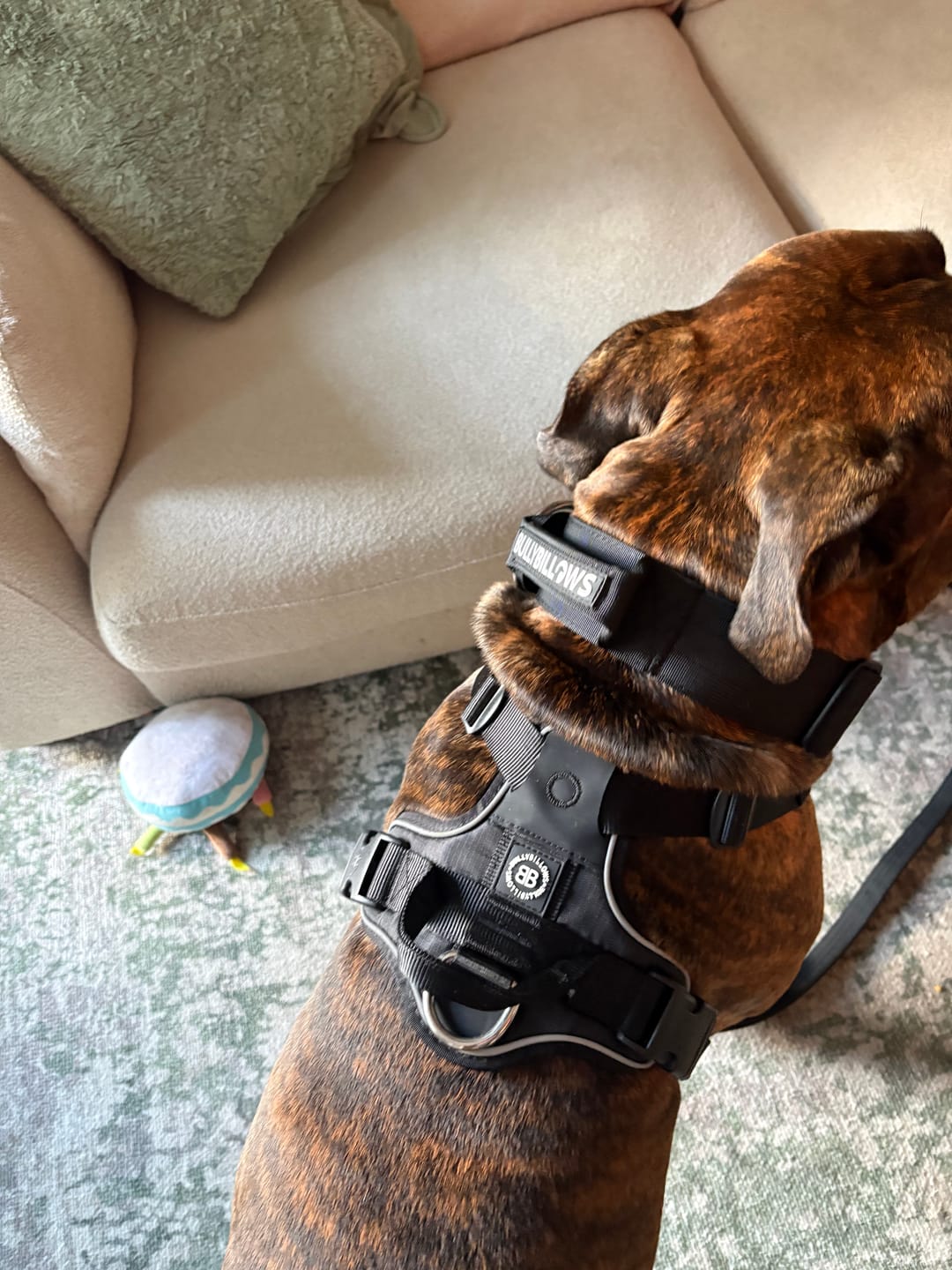 Customer photo review of 5cm Combat® Collar | With Handle & Secure Clip - Black