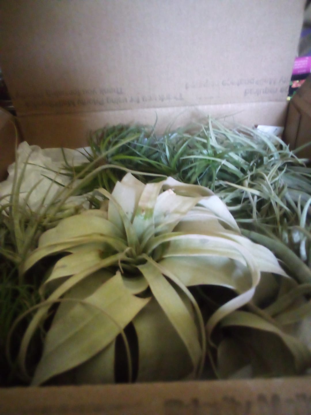 Customer photo review of Air Plant + Accessories Mystery Box  LIMITED TIME SPECIAL DISCOUNT!  5 Tiers Available