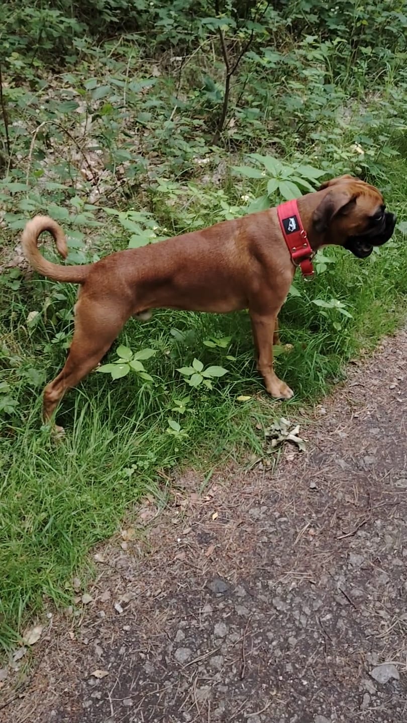 Customer photo review of Szeroka obroża półzaciskowa - Martingale Czerwona