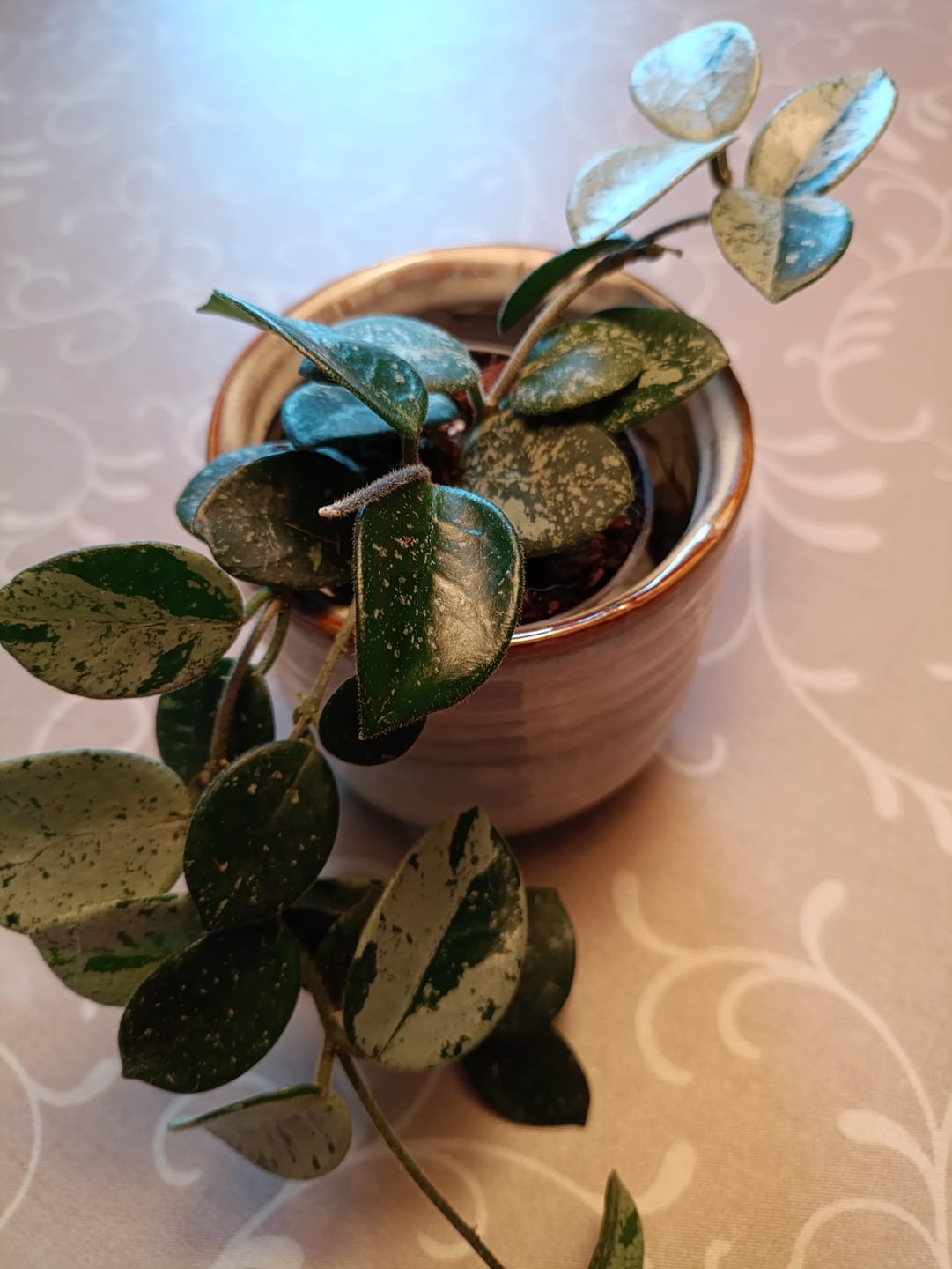Customer photo review of HOYA MATHILDE SPLASH