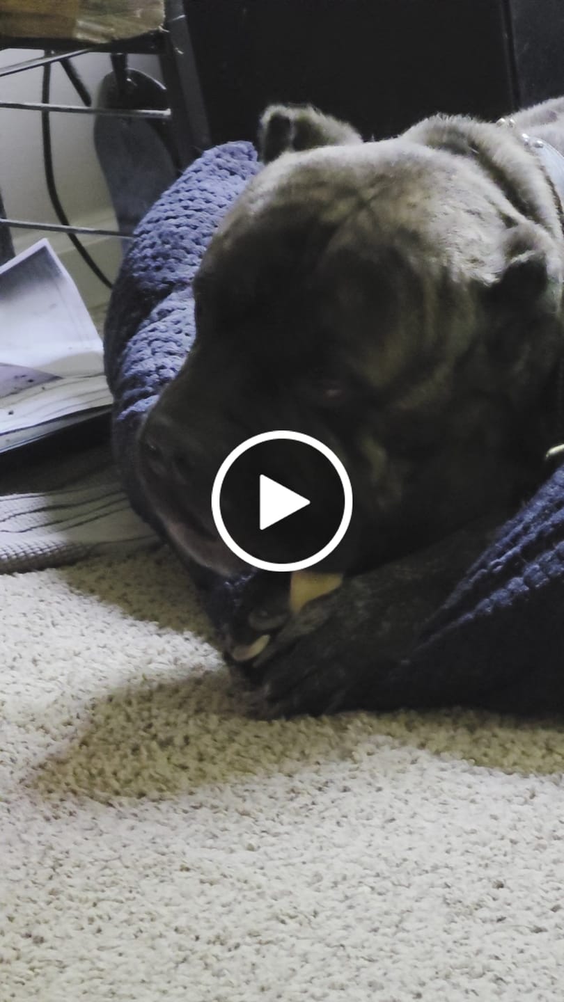 Customer video review of Himalayan Yak Cheese Chew Dog Treat