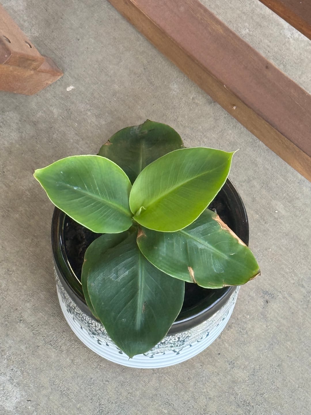 Customer photo review of Musa Truly Tiny Banana