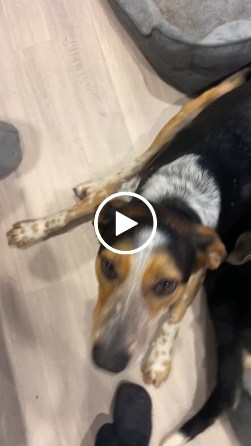 Customer video review of Two Tone O Ring Collar - Waterproof BioThane® Custom Dog Collar