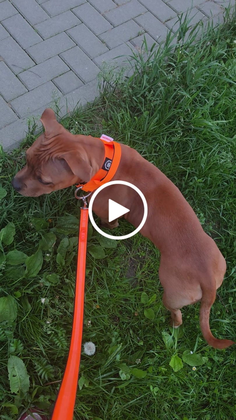 Customer video review of 4cm Combat® Collar | With Handle & Secure Clip - Orange