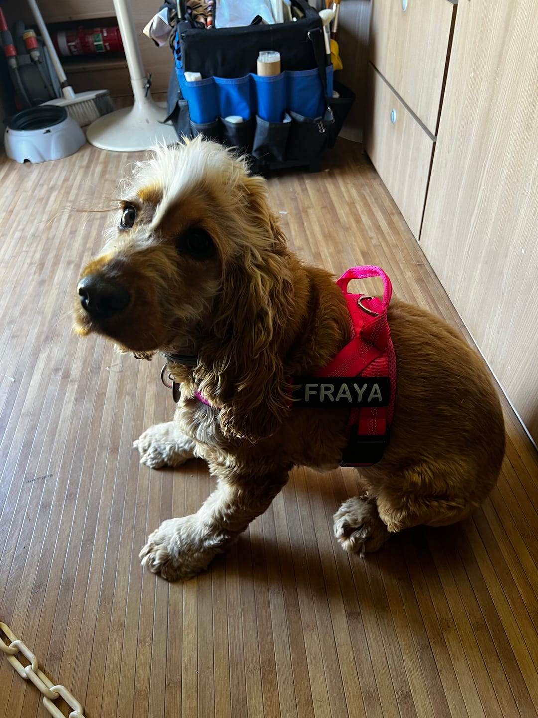 Customer photo review of The Good Dog Harness