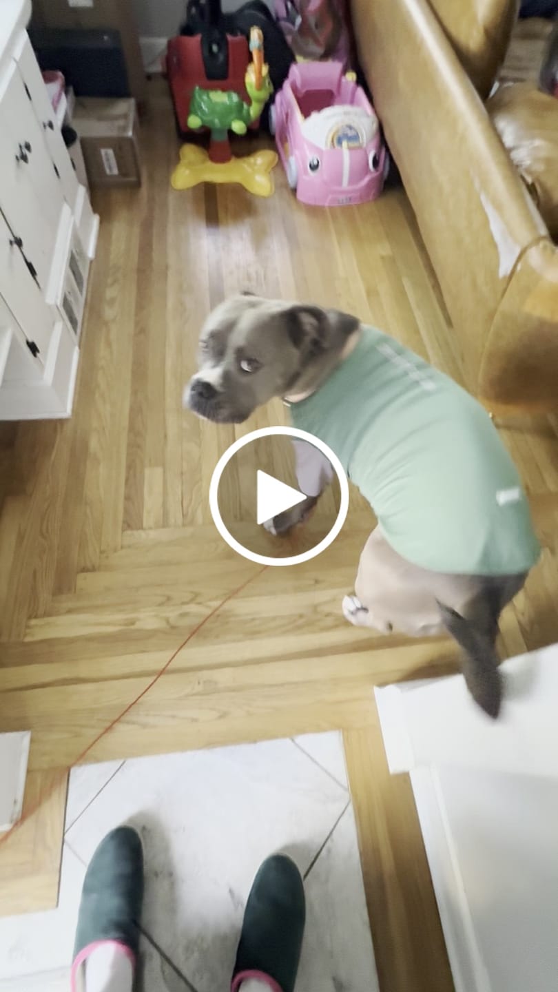 Customer video review of Sunblock Dog T-Shirt - Color Block