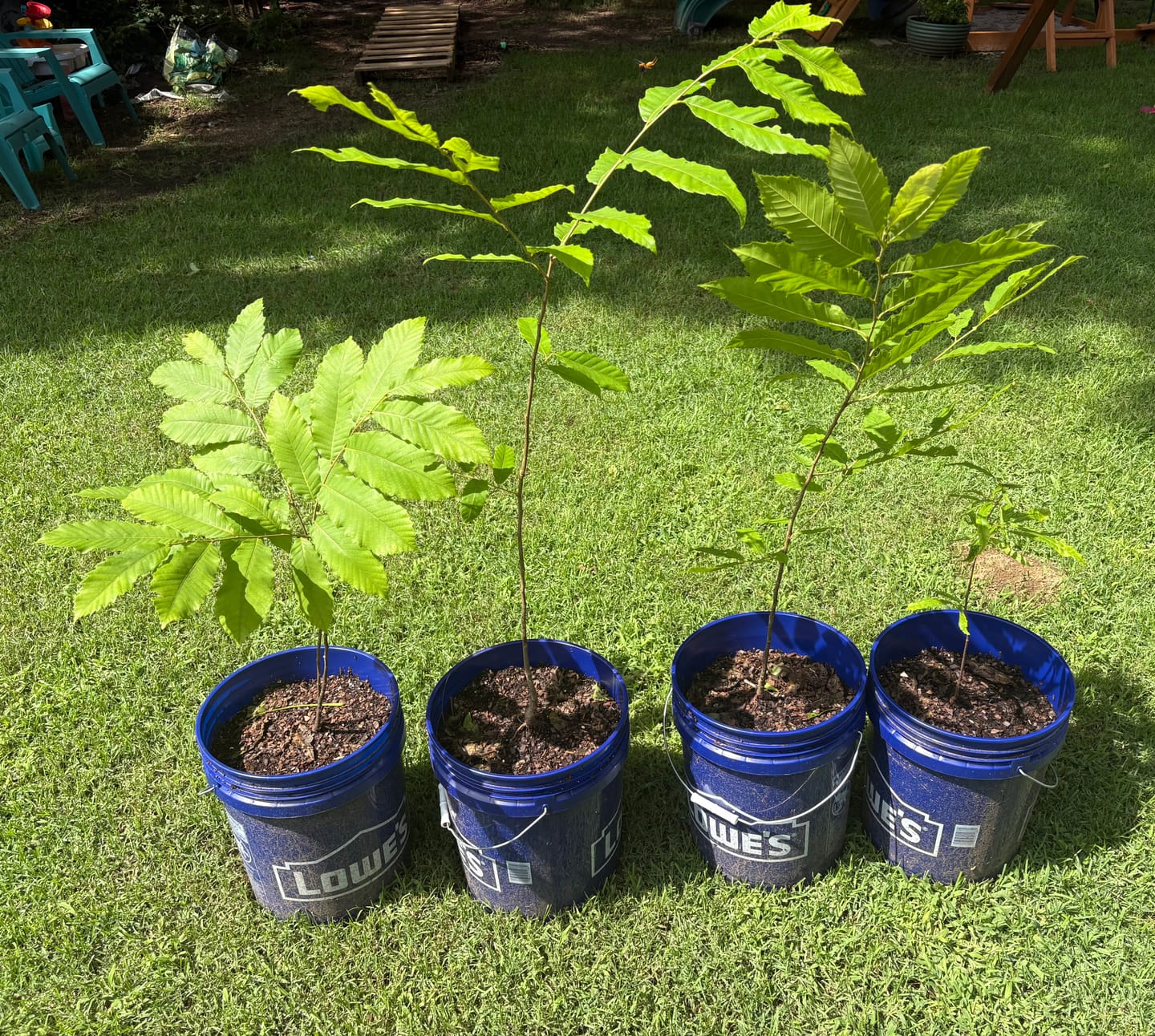 Customer photo review of Hybrid Chestnut