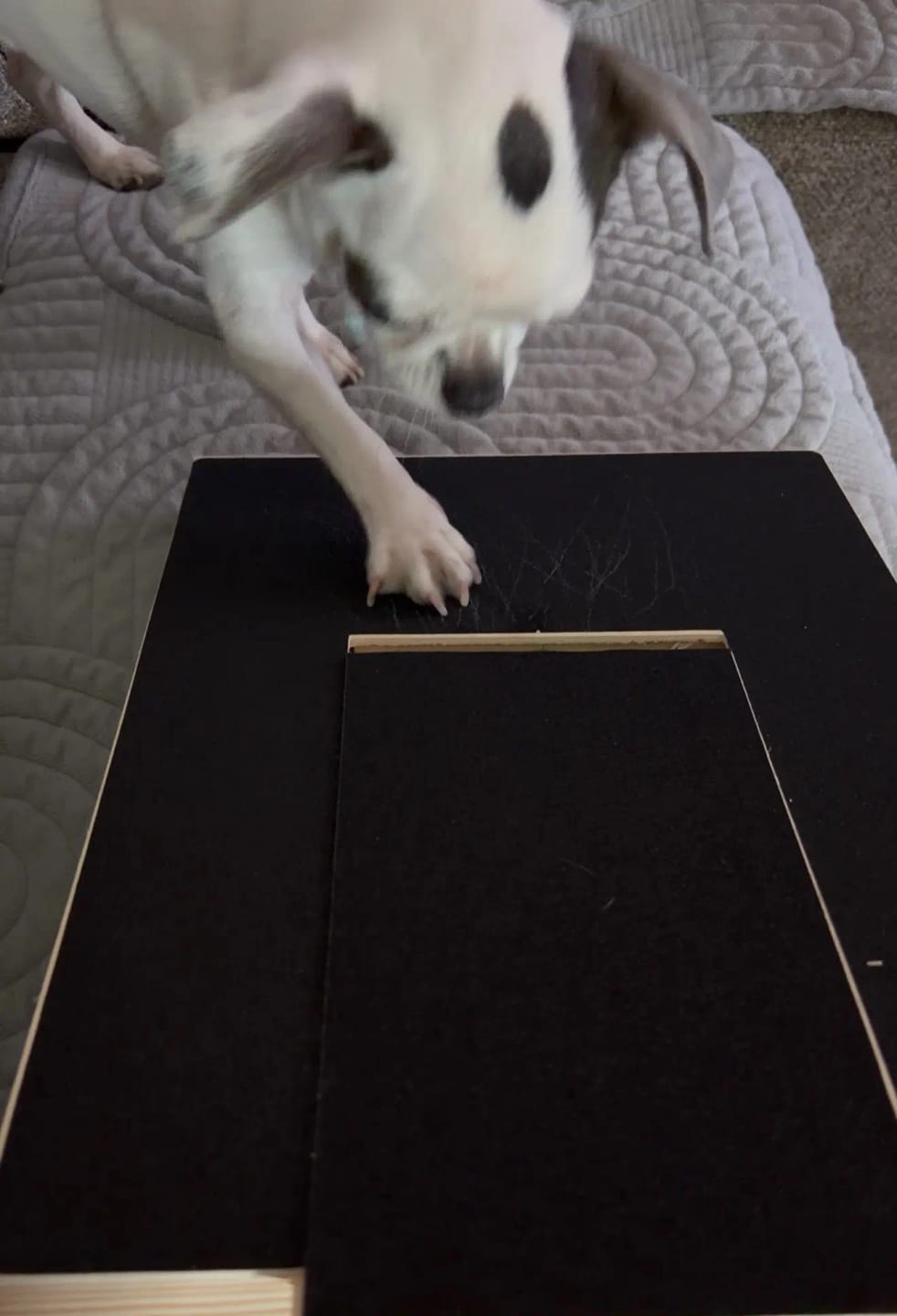 Customer photo review of Dog Nail Scratch Board with Treat Box – Stress Free Nail Filing for Dogs
