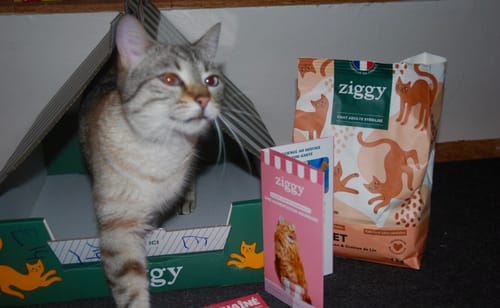 Avis d'un client : un chat tigré sort d'une boîte en carton à côté d'un sac de Croquettes - Poulet.