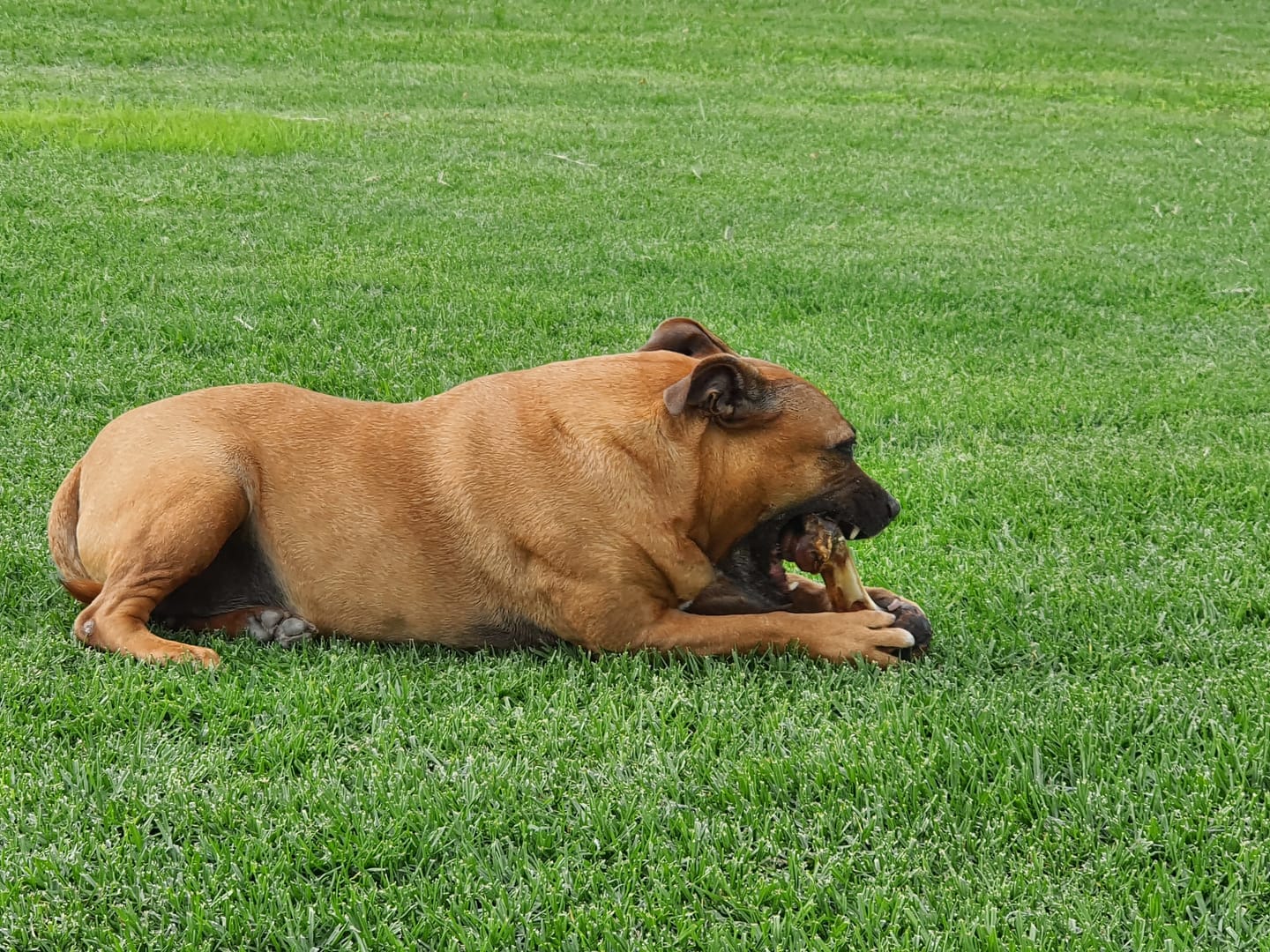 Customer photo review of Natural Canine Care | FlexCare - Joint & Movement Support for Dogs