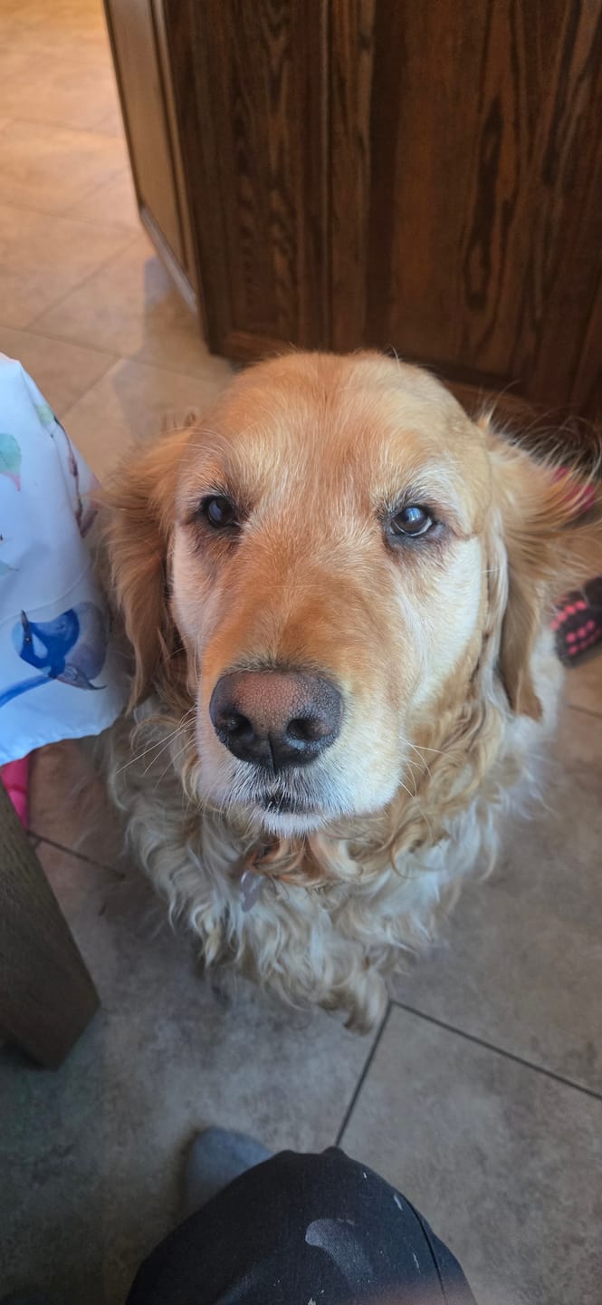 Customer photo review of 12 Inch Standard Braided Bully Stick