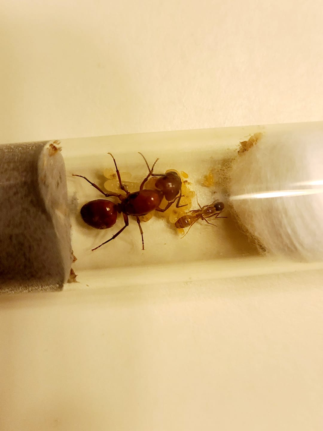 Customer photo review of Ruby Chestnut Carpenter Ant (Camponotus castaneus)