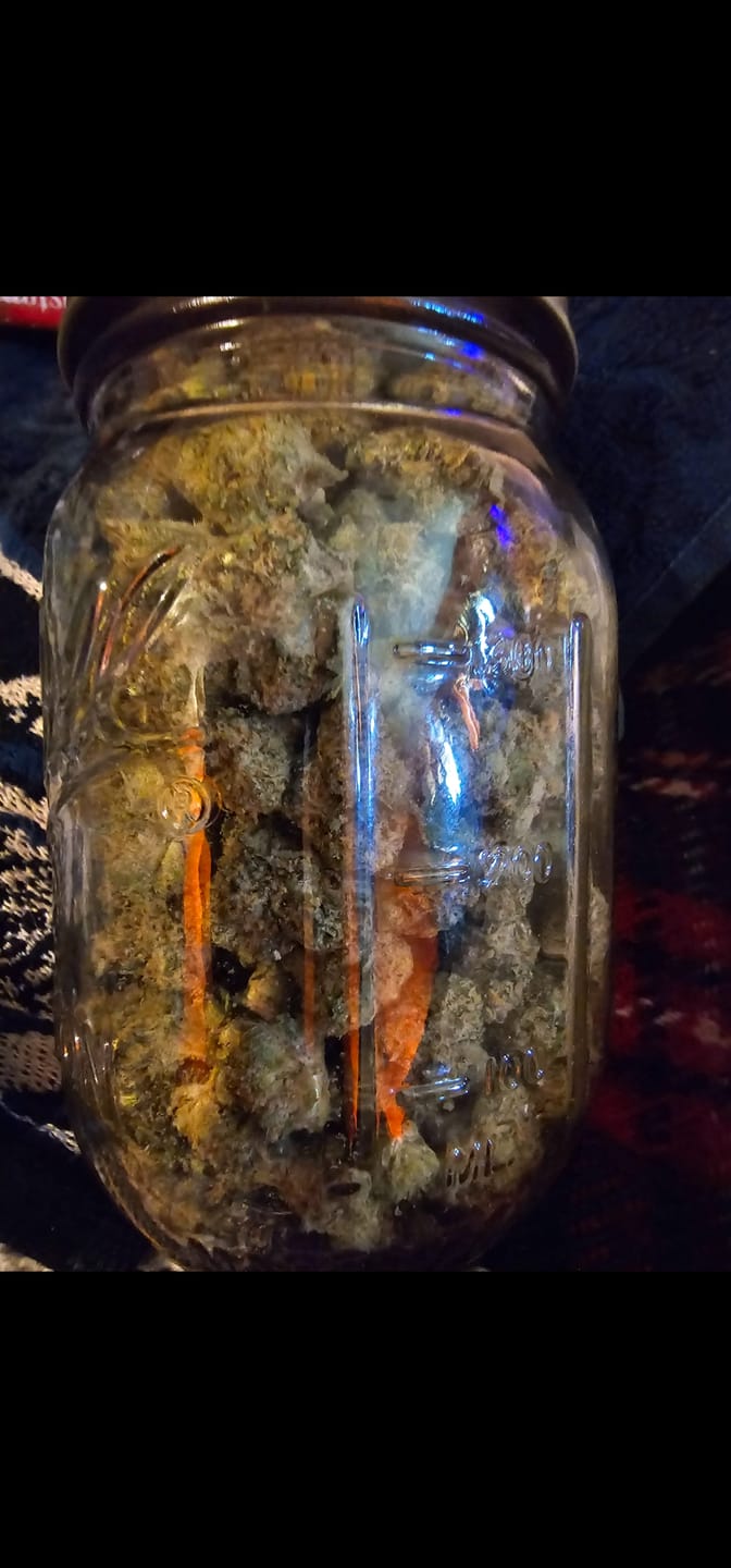 Customer photo review of Biscotti THCA Flower (Budget)