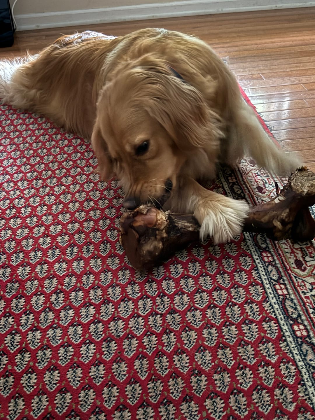 Customer photo review of Smoked Dinosaur Bones