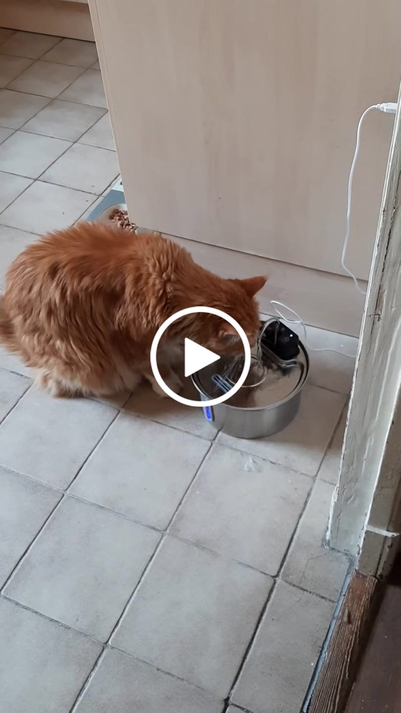 Customer video review of NordFlow 2.0 Katzenbrunnen