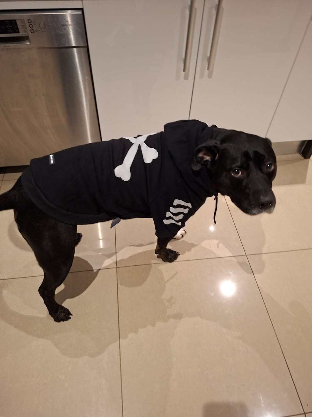 Customer photo review of "WOOF" Dog Hoodie - Black & Reflective
