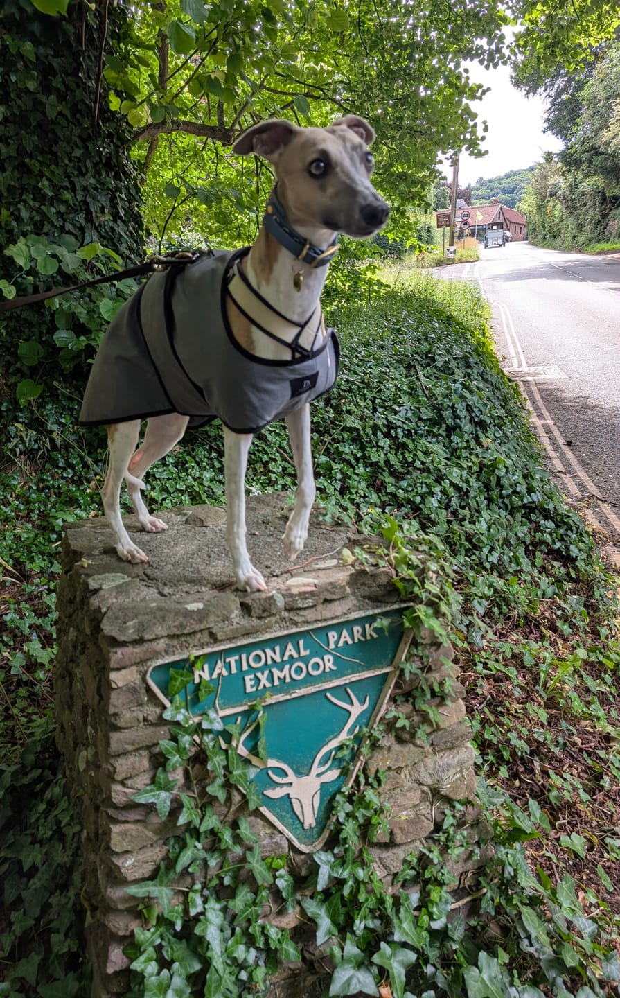Customer photo review of Luxury Dog Cooling Coat