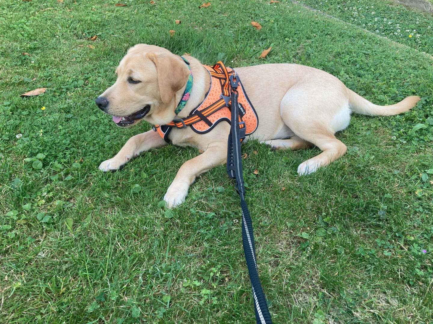Customer photo review of Laisse amortisseur pour chien ShockSafe - Élastique & solide