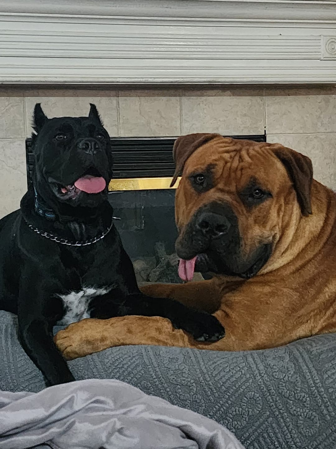 Customer photo review of OptiWize Collagen +Plus Dog and Cat Joint Health Supplement