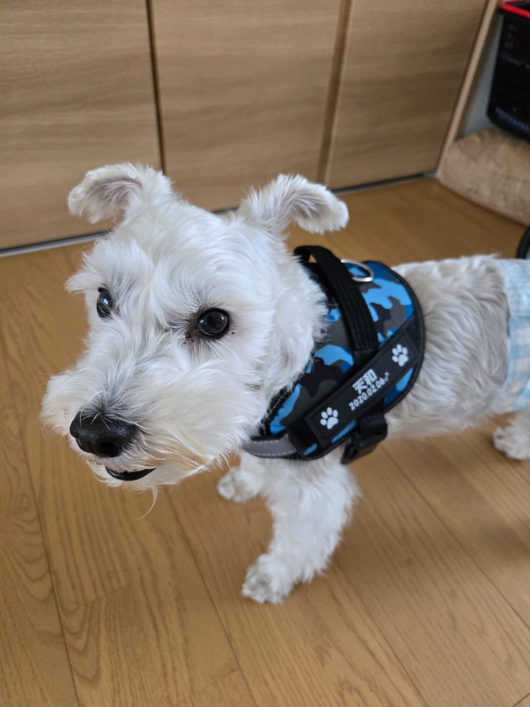 Customer photo review of FunFunPet 高機能ハーネス（お名前タグ作成サービス付き）