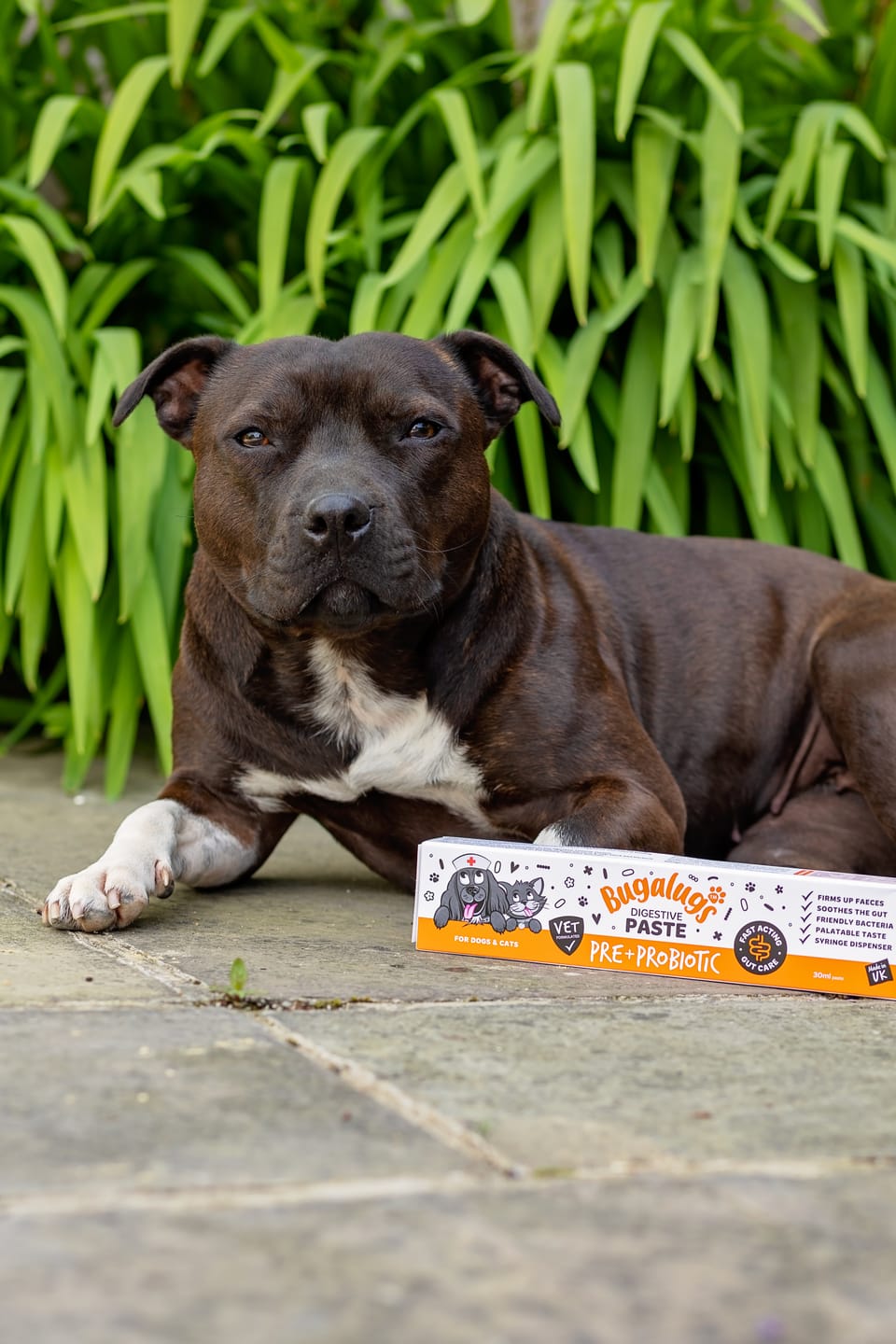 Customer photo review of Pre & Probiotic Digestive Paste for Dogs & Cats (30ml)
